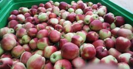 Я продам яблочный глоток, здоровый без града. Яблоко имеет