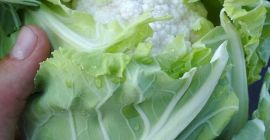 Blumenkohlkaliber 6-8 Stück im Paket. Verfügbar ab Juni November.