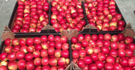 Ich werde einen Idared-Apfel verkaufen, ich werde direkt vom
