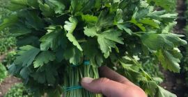 Nagy mennyiségben eladom a petrezselymet. Nagy fürtök. Nagyon jó