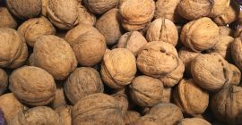 Walnüsse mit einer Schale. Ich werde eine Walnuss in