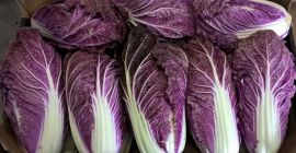 Продаћу црвени кинески купус. Продаћу црвени кинески купус. Количина око 15 тона. Калибар