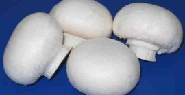 Ciuperca noastră este gustoasă, albă de zăpadă, proaspătă și