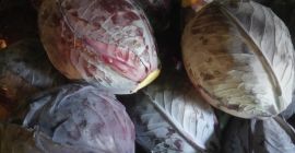 Продат ћу купус црвени калибар од 1кг до 5кг,
