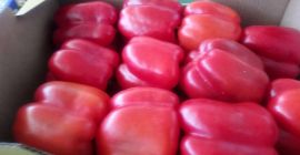 Я продам красный перец, импорт из Испании, стандартный, приятный