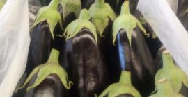 Voi vinde vinete, import din Spania, 1 clasa, dimensiune