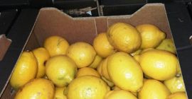 I will sell lemon, class II, import from Spain,