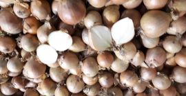 Продали смо сортирани лук. Леп, сув лук, паковање од