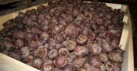 Ще продам цвекло, калибър, за да се съглася. Възможност