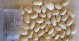 Selling beans There are 5 species: Jas ordinary 105-110