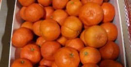 Tangerine de vânzare, clasa II, import din Spania, cutie