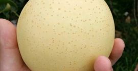 золотая груша, южная водная груша, вес чулочно-носочных изделий более
