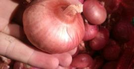 червен лук, диаметър над 8 мм