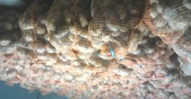 Eladok a Melody fajta Eladok a Melody fajta burgonyát