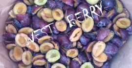 West Berry - Fagyasztott magyar szilvát (félvért) eladunk Ukrajnából.