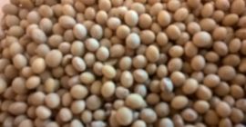 Soya Mavka cleaned collection 2017. Packed after 50 kg.