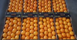 Доброе утро, мы предлагаем цитрусовые из Греции непосредственно от