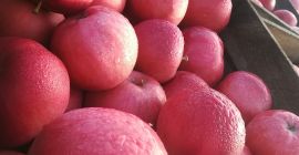 I will sell an idared apple of 40 tons,