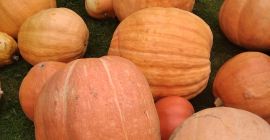 Бундевски дивови из органске Бундевски дивови из органске пољопривреде.