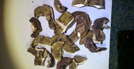 Boletes secchi con certificato PSSE della collezione di quest&#39;anno.