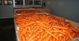 I will sell forage carrots, loose.