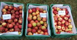 Аз ще продам !!! APPLE JONAGORED +7 около 20-30