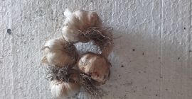 I will sell healthy garlic aromatic spring, good quality