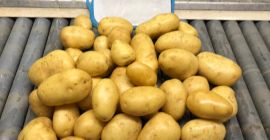 Agata ist eine holländische Kartoffelsorte mit einer schönen gelben