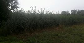 I will sell topinambur Rubik from Barycz Valley. With
