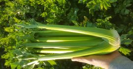 Stabilire una cooperazione con i destinatari di sedano per