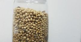 SOJA !!! Massenanteil an Fett -23,9% Rohprotein - von