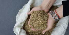 • Semi di canapa per alimenti - 185 tonnellate