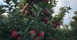 I will sell Red Schift apples from KA