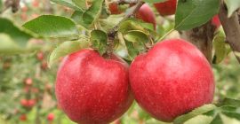 I am looking for recipients for apples. Variations: -GALA