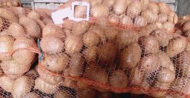 55+ from Carera.Bellarosa,Redfantasy potatoe variety in raschel bag 25