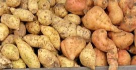 Продат ћу БАТАТ индустријску, поријекло: Шпанија, величина: 600 гр
