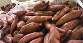 Продајем слатки кромпир, сорта: беарегард, индустријска, наранџаста, боја: наранџаста.