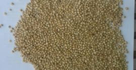 We will sell next grains: wheat, maize, soy, soybean