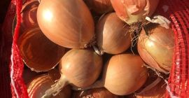 Ще продам златен лук, много добро качество, неквалиран, 40+,