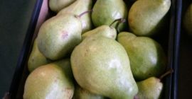 Jablka, Karton, 13 kg, 20 PLN, Birne Xenia, Karton,
