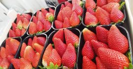 I will sell strawberries season 2019. We have fresh