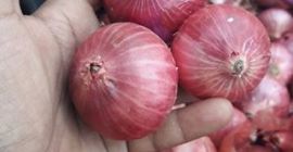 Црвени и жути лукови за продају ВхатсАпп: + 45
