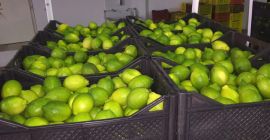 Лимон от Тунис - информация за снимката. Моля, попитайте