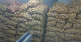 I will sell potatoes, Lord variety, 10 tons.