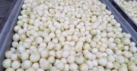 Я продам лук, как очищенный, так и механически. Лук