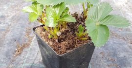 VENDO FRAGOLE Una vasta selezione di varietà, spedizione e