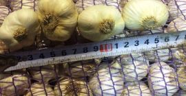 I will sell garlic in sacks. I have wholesale