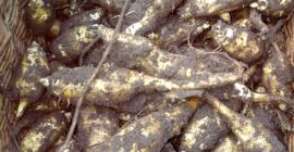 Fogok vásárolni topinambour fajta &quot;Albik&quot;. A gyűjtemény március közepén