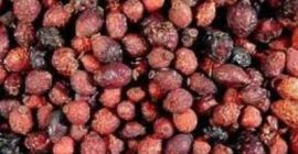 Продаћу дивљу ружу осушену. Такозвана. вртић. Велике количине. Савршен