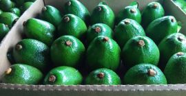 Das Unternehmen BOS Food International verkauft exotische Früchte -